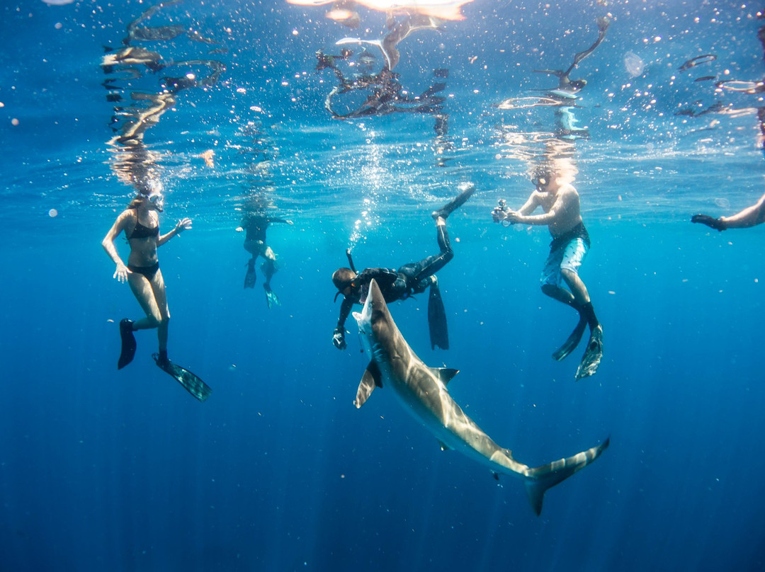 Shark Addicts-朱庇特必去景点