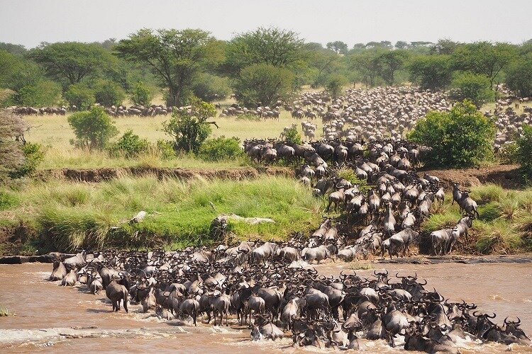 Great Serengeti Migration Safari Tour with TANZANIA SAFARI RADAR-Seronera必去景点