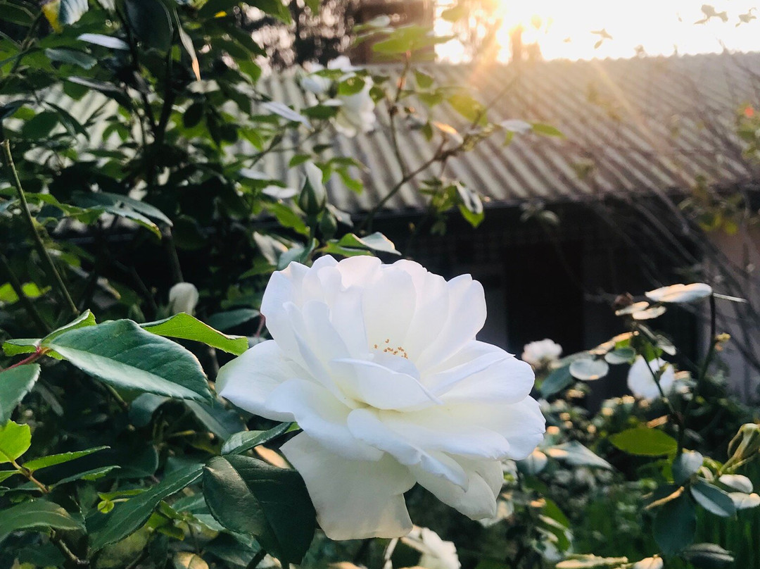 Juliasdale旅游攻略图片