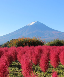 Kawaguchiko Natural Loving Centre景点门票图片