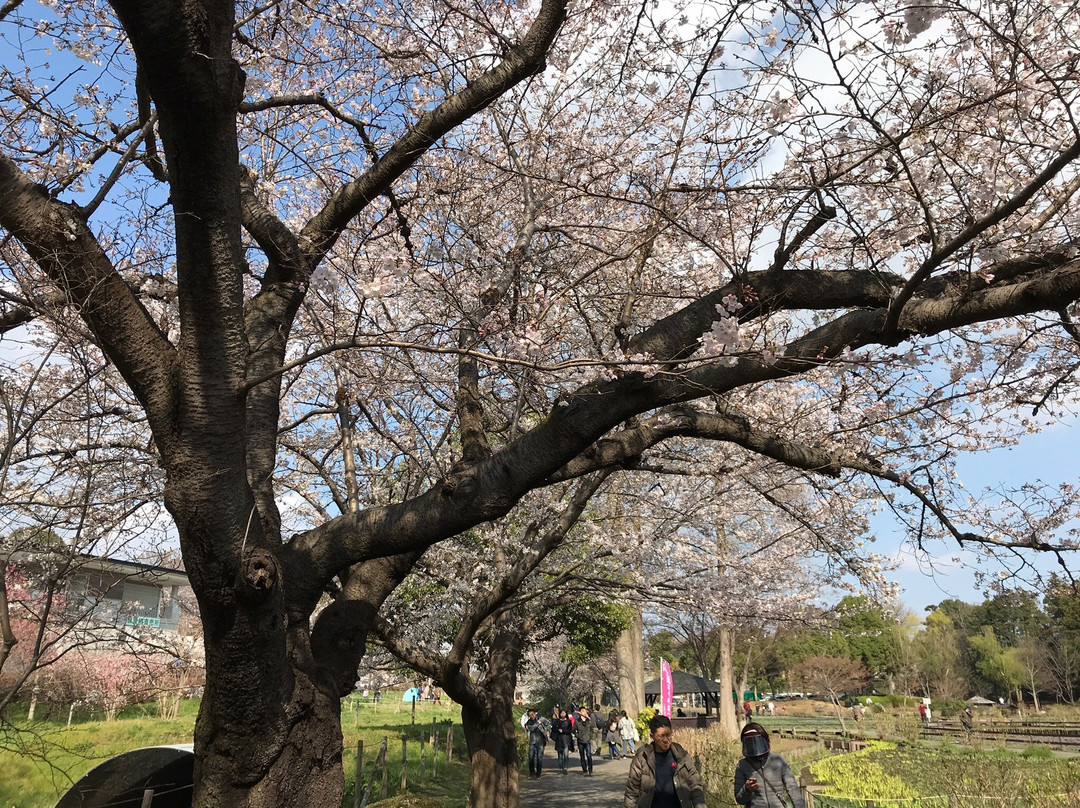 上尾市旅游景点-Ageo Maruyama Park