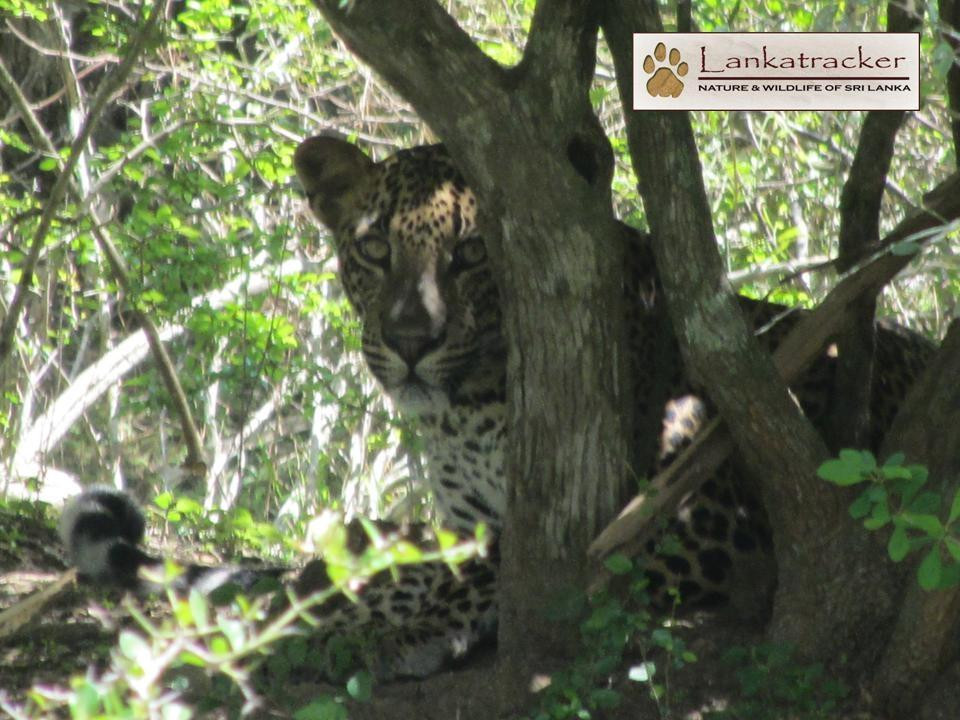 Lanka Tracker - Day Tours景点图片