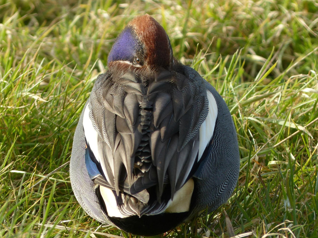 Sandwich Bay Bird Observatory景点图片