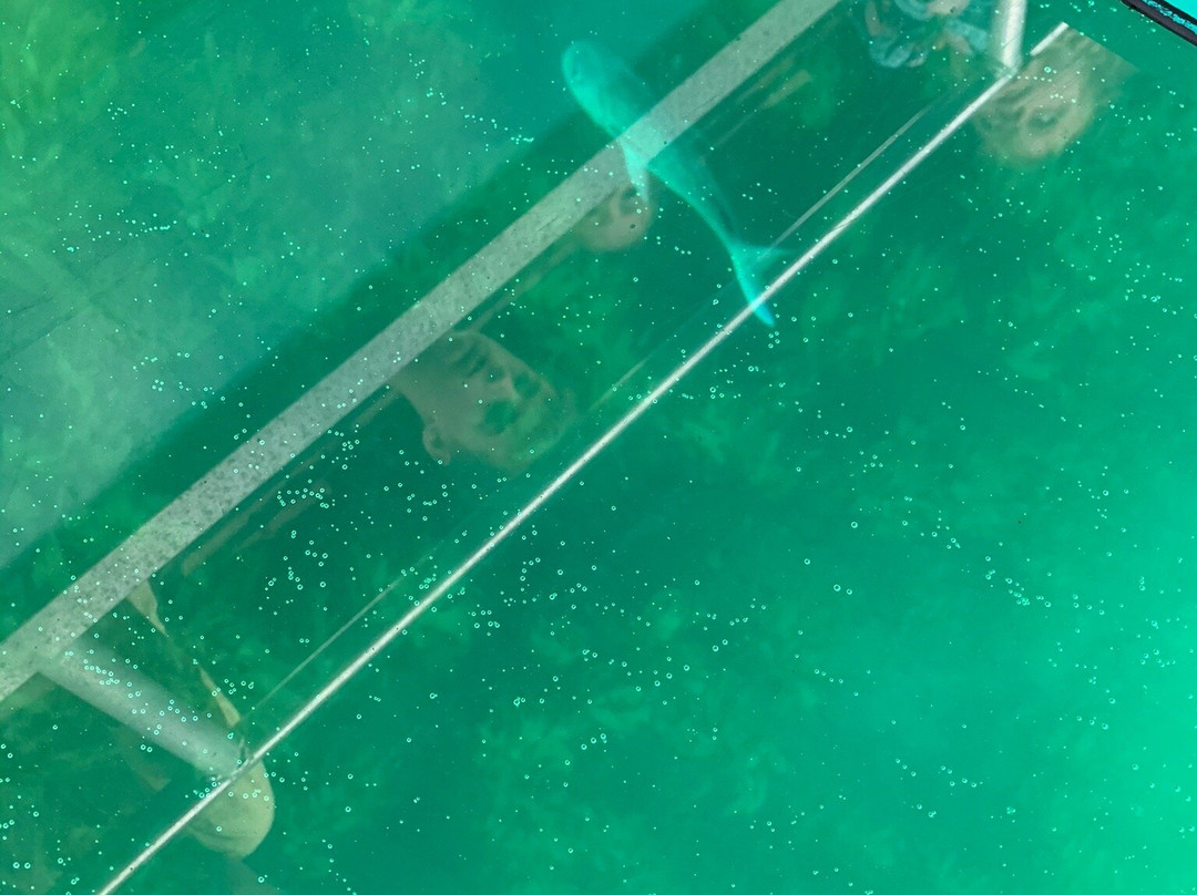 Glass Bottom Boat景点图片