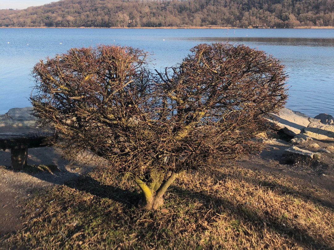 Lago di Alserio景点图片