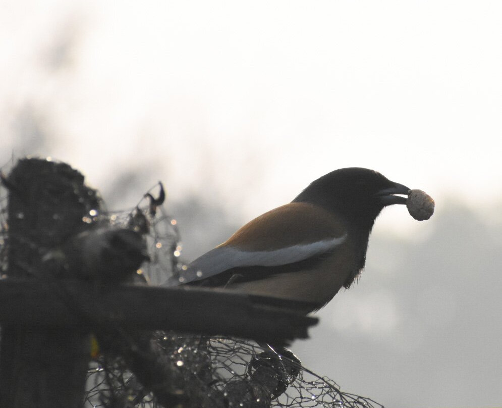 Aravali Biodiversity Park景点图片