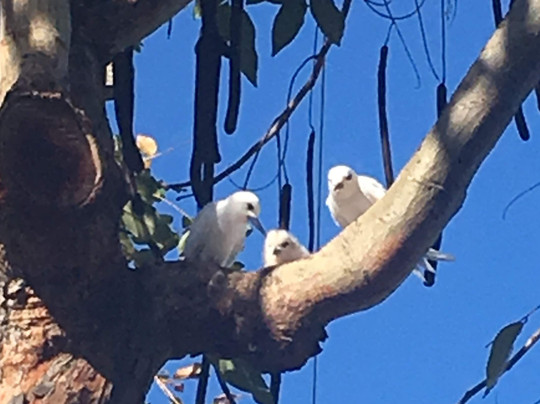 Hawai'i Walks-火奴鲁鲁必去景点