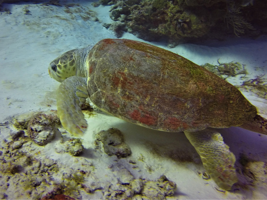 Dive House-考祖梅必去景点