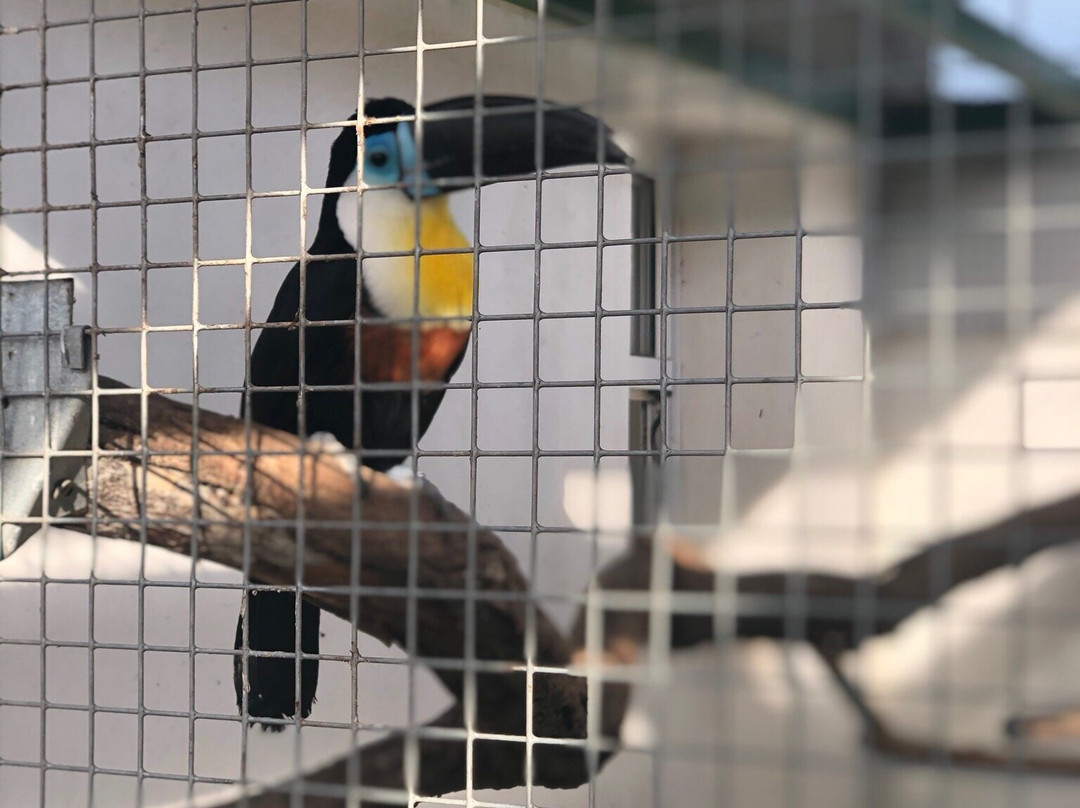 Malinki South Bird Park景点图片