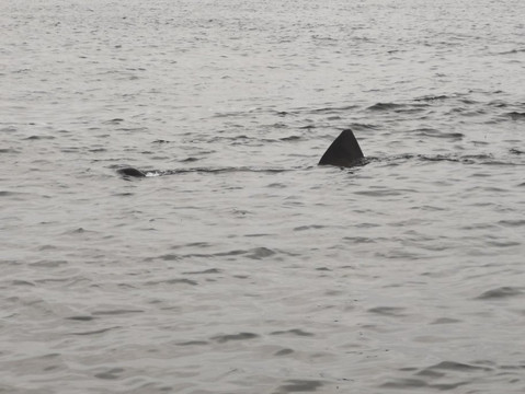 Phoenix Sea Adventures-奈恩必去景点