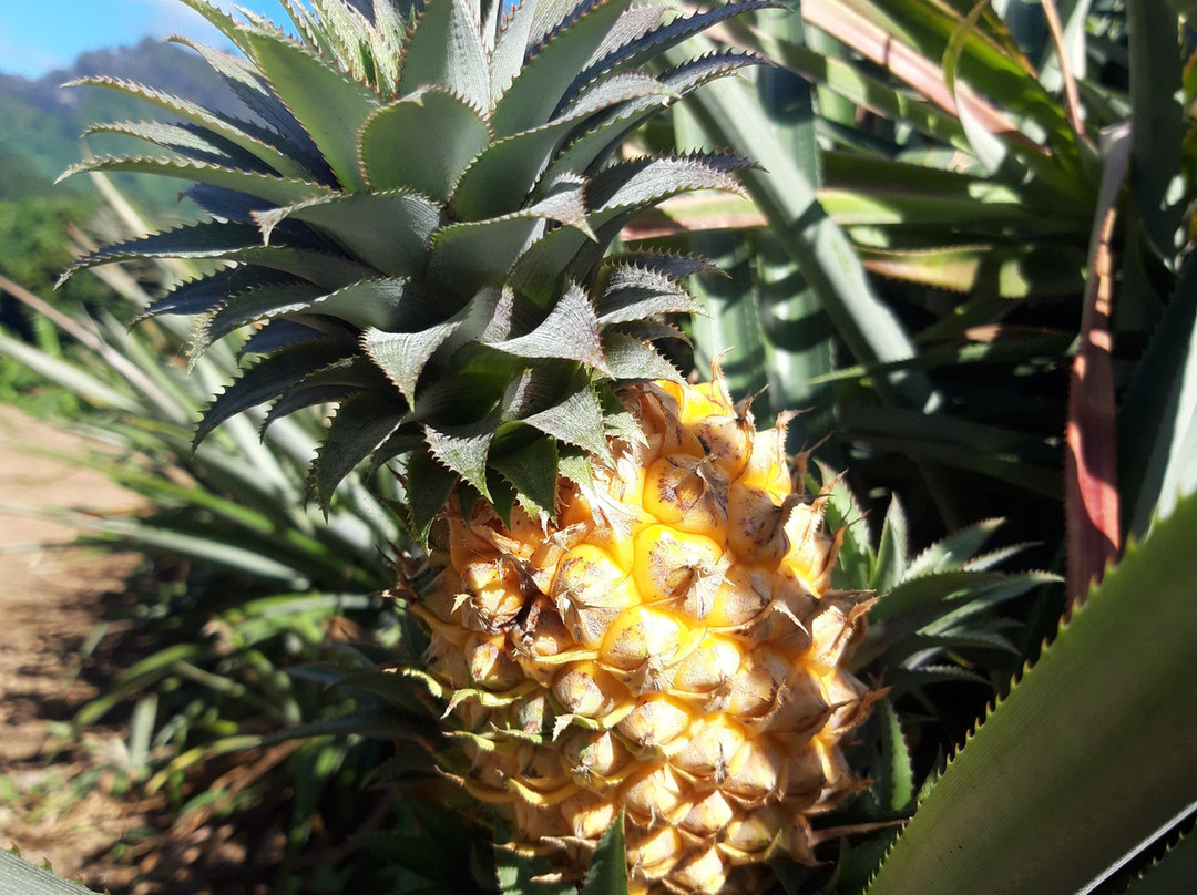 Route des Ananas-莫雷阿岛必去景点