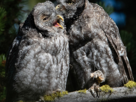 KAR Safaris-西黄石镇必去景点