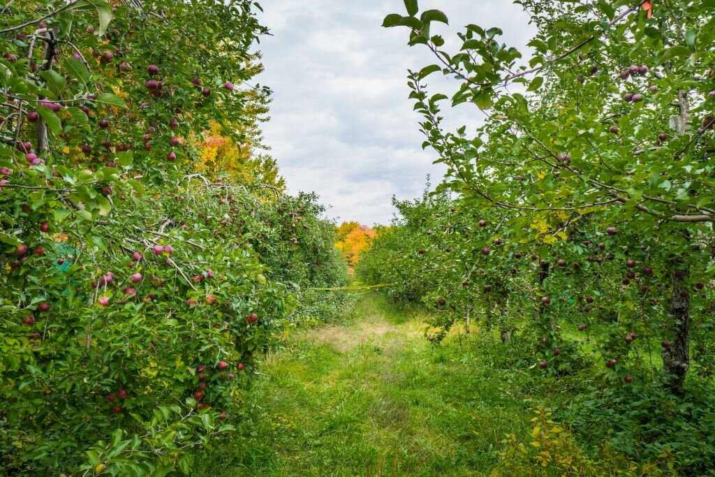 Le Verger Labonté-Notre-Dame-de-l'Ile-Perrot必去景点