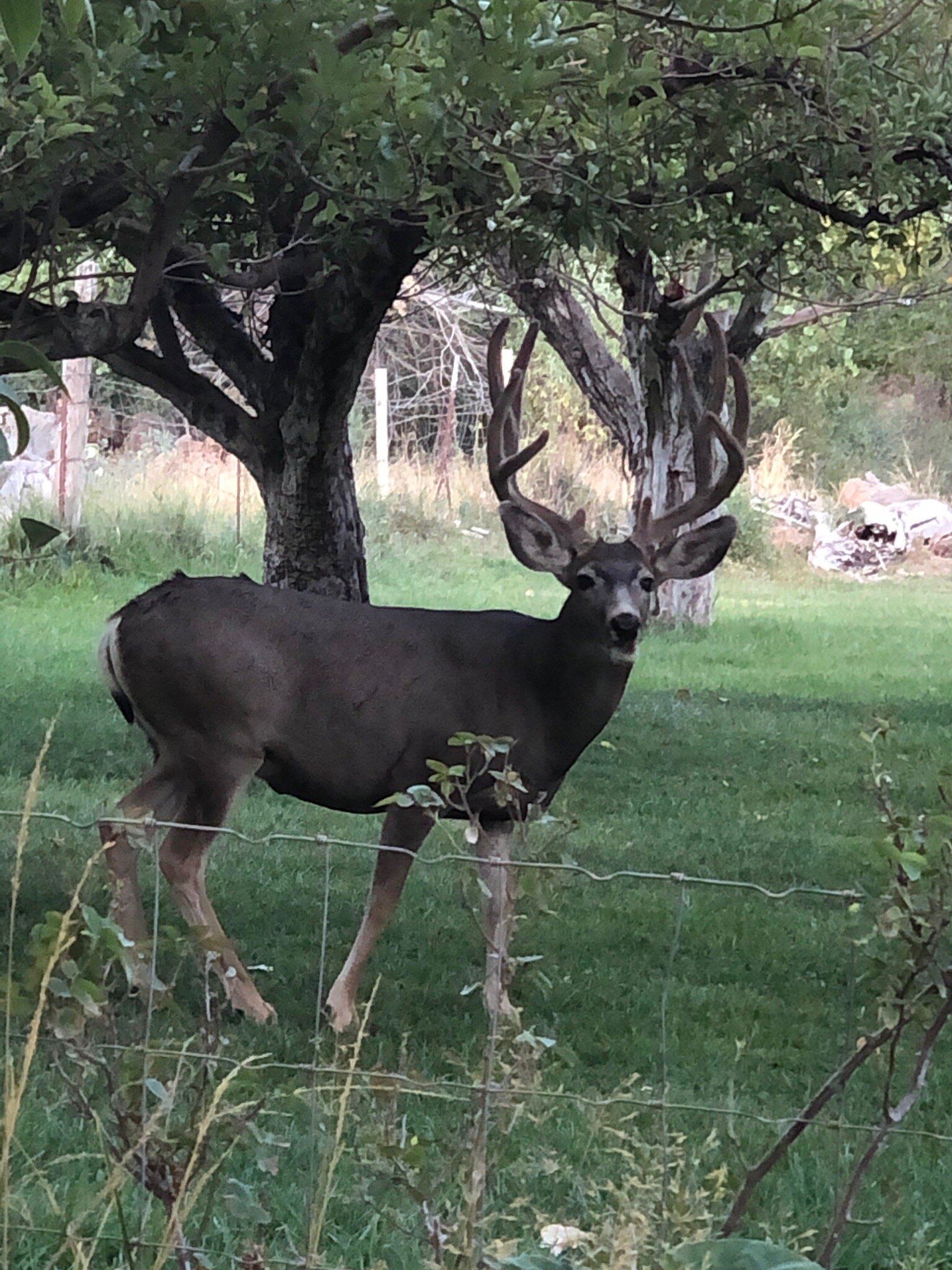 Canyon Vista Lodge - Bed & Breakfast-官方