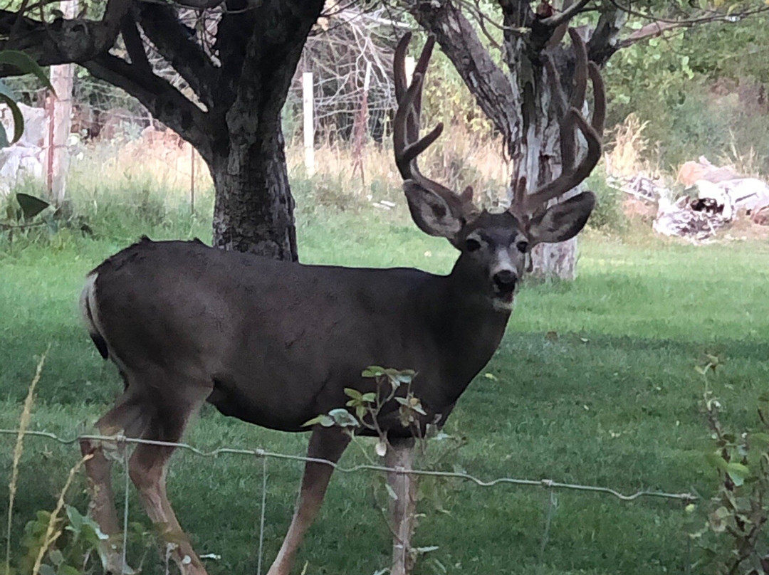 Canyon Vista Lodge - Bed & Breakfast主图