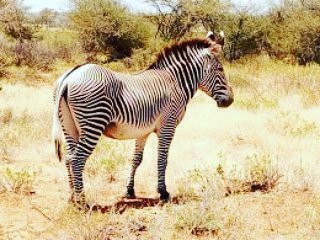 Nairobi and Beyond Safaris-内罗毕必去景点