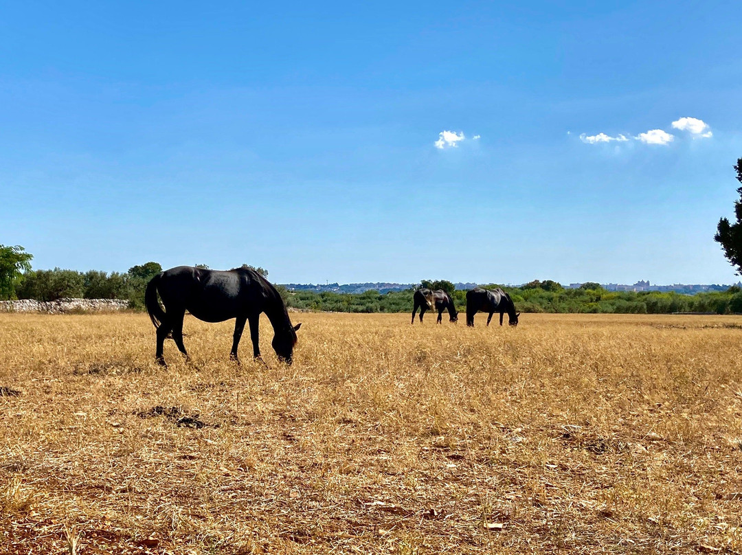 Agriturismo Masseria Gianca主图
