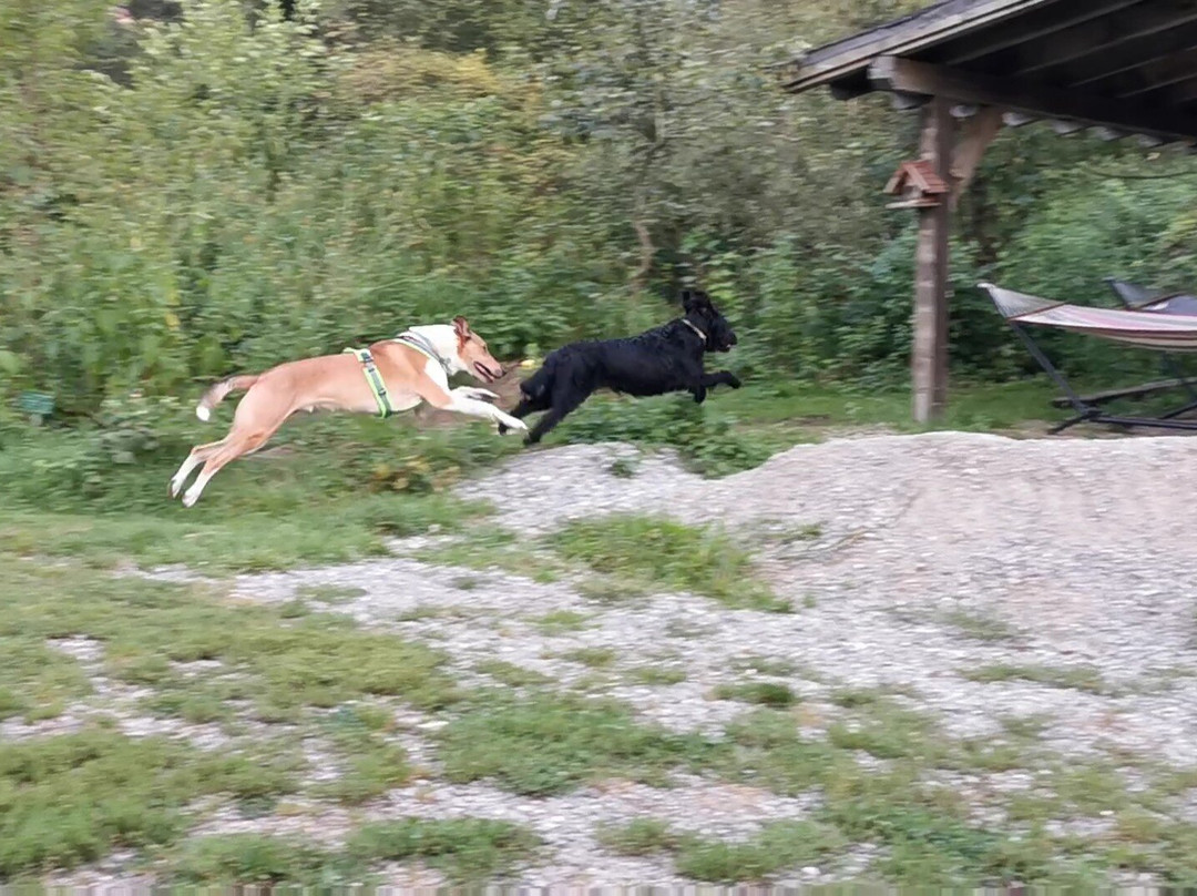 斯坦恩舒乐霍夫酒店主图