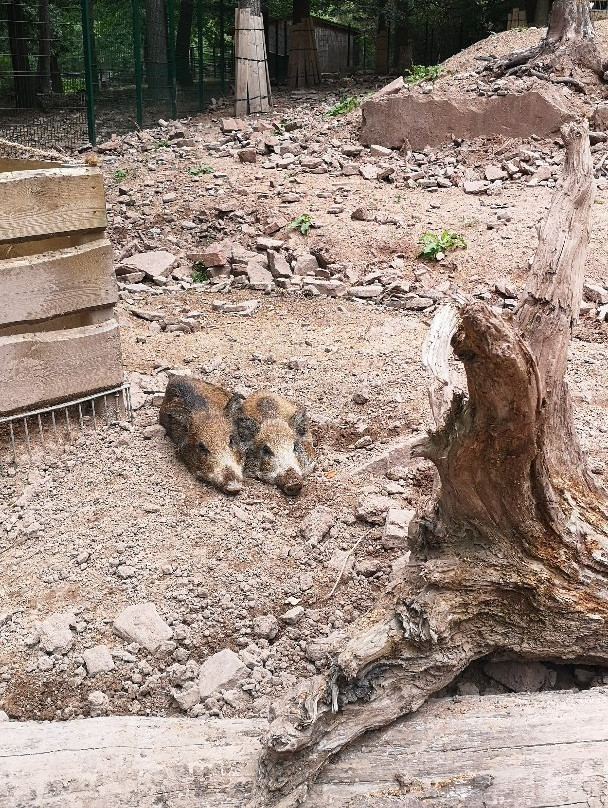 Wildpark Pforzheim-普福尔茨海姆必去景点