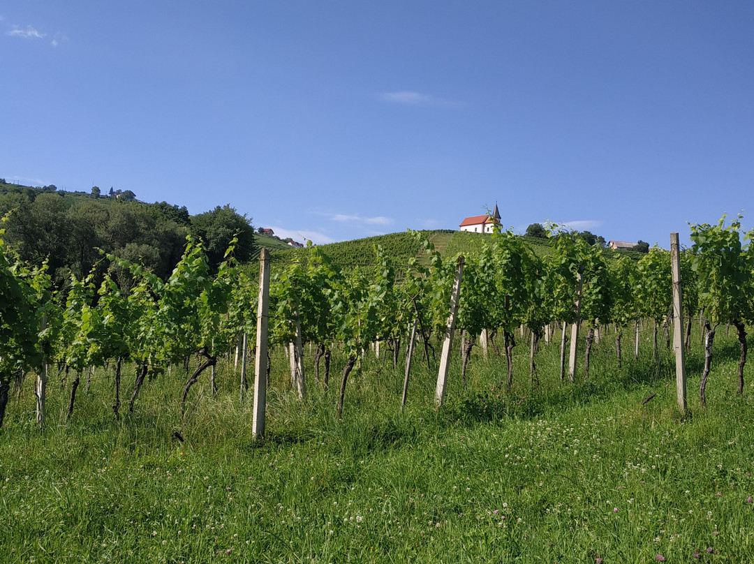 Vina Frešer (Frešer Vineyards)景点图片