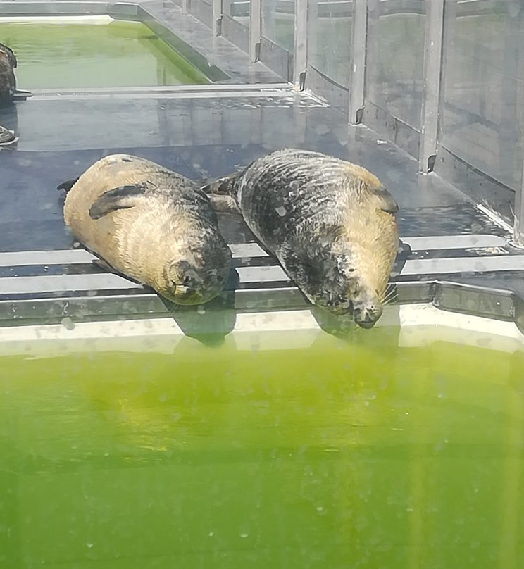 A Seal Zeehondenopvang en Expo Stellendam景点图片