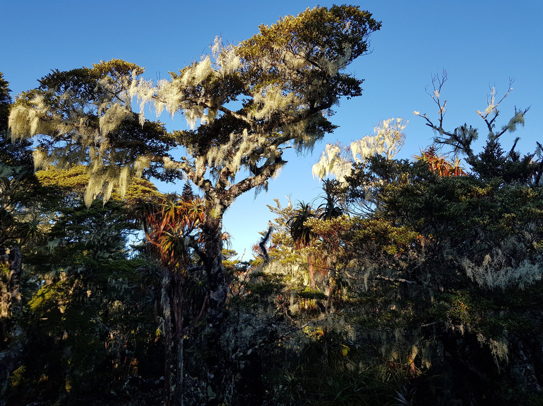 Flora Hut & Mount Arthur Hut tracks景点图片