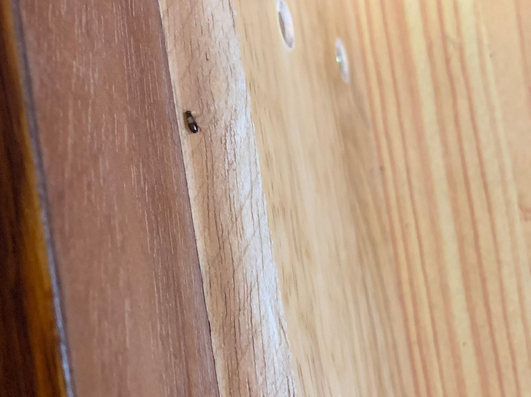 Baymont by Wyndham Bowling Green主图