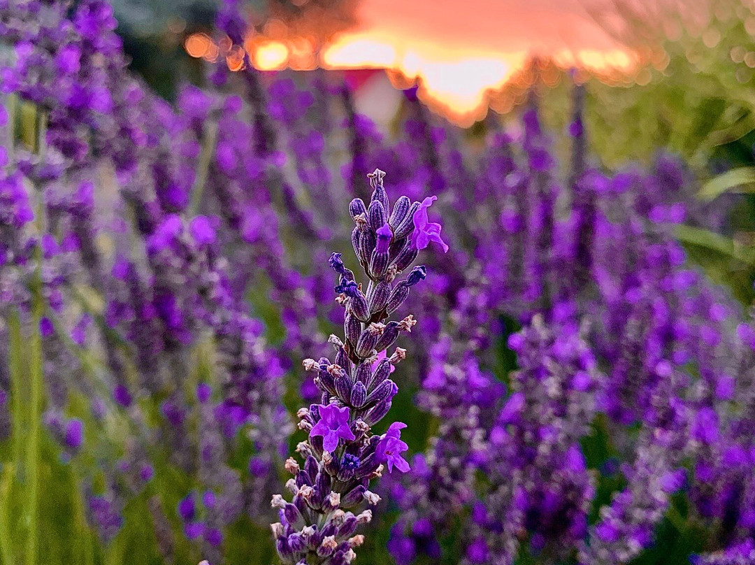 Country Hotel Bless Village主图