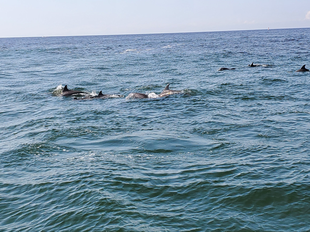 Myrtle Beach Dolphin Cruises景点图片