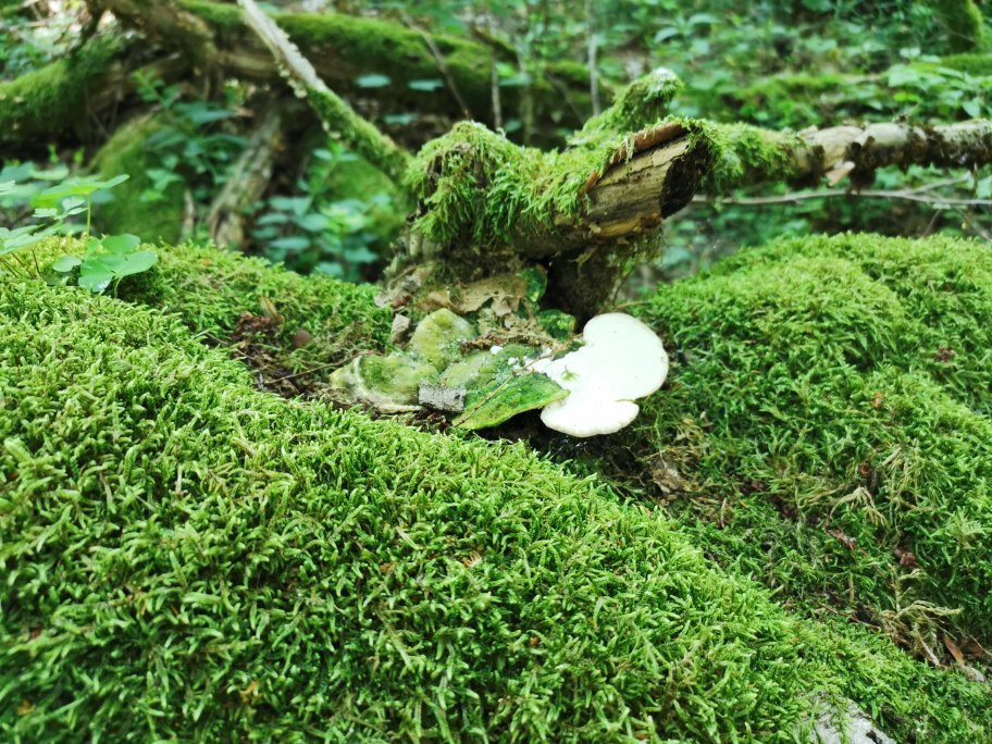 Soweczka Arek Szymura - Private Nature Tours-Bialowieza必去景点