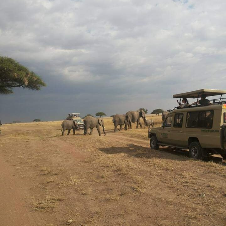Tarangire National Park景点图片