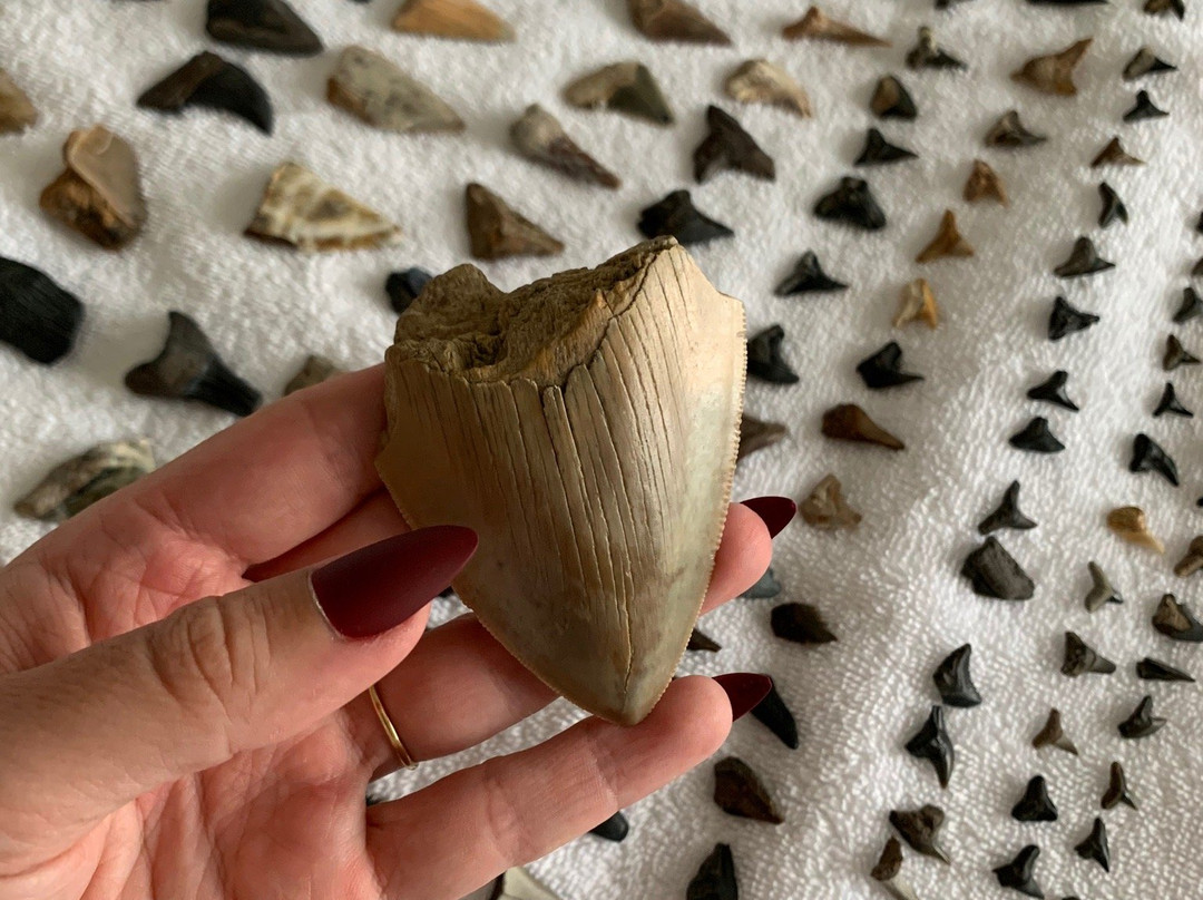 Low Country Fossil Excursions景点图片