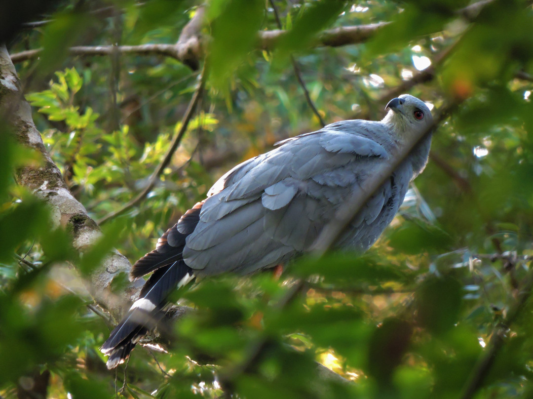 Birding & Wildlife Colombia Tours景点图片