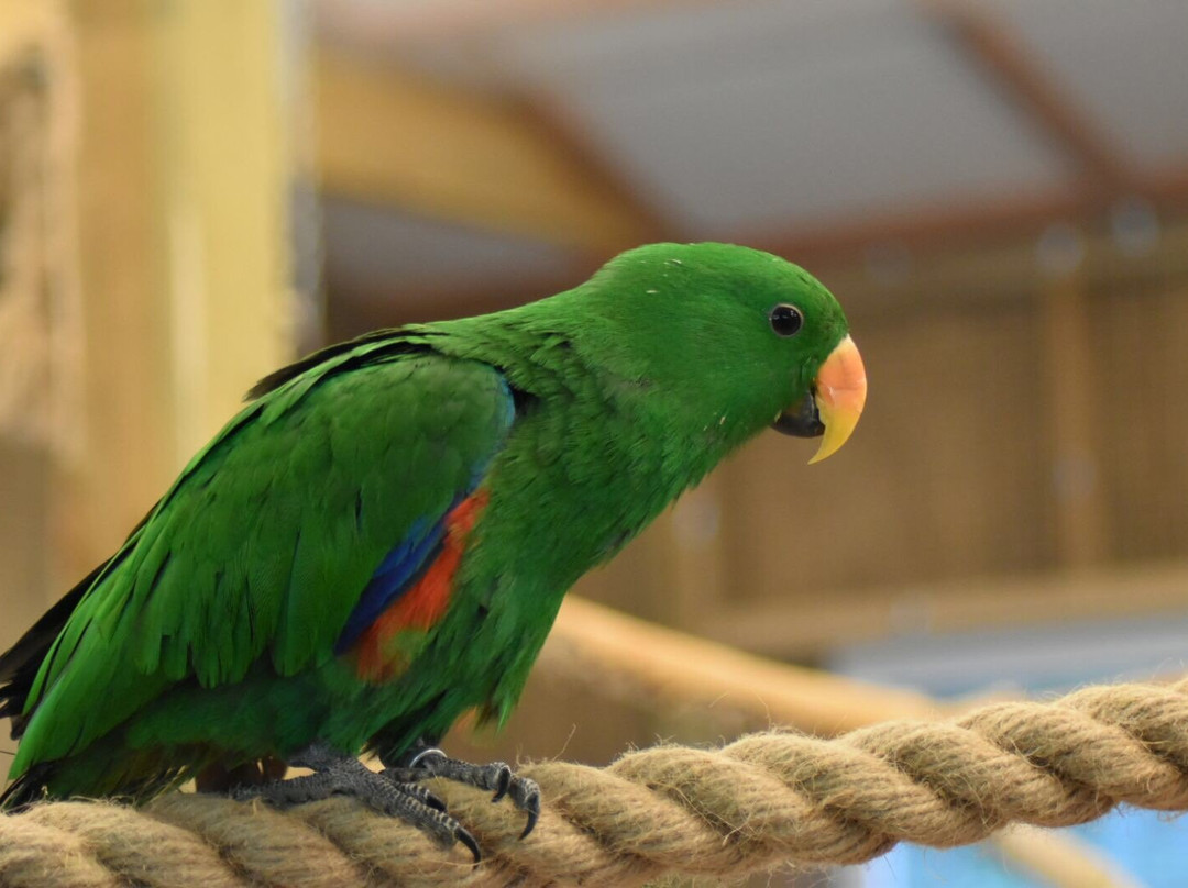Papugarnia Pobierowo