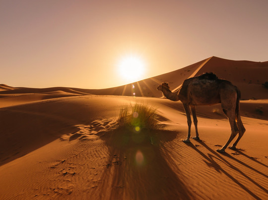 Sahara Touring-迈哈米德必去景点