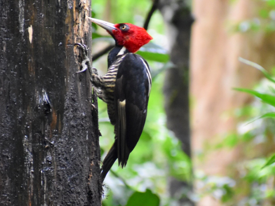 Johan Chaves - Nature and birding Tours景点图片