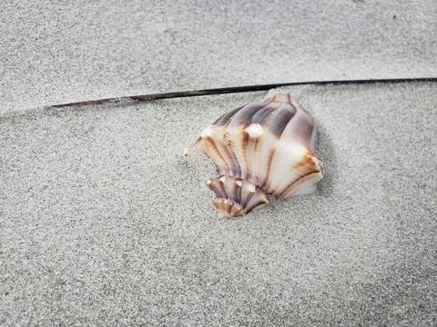 Glass Bottom Kayak Tours-美特尔海滩必去景点