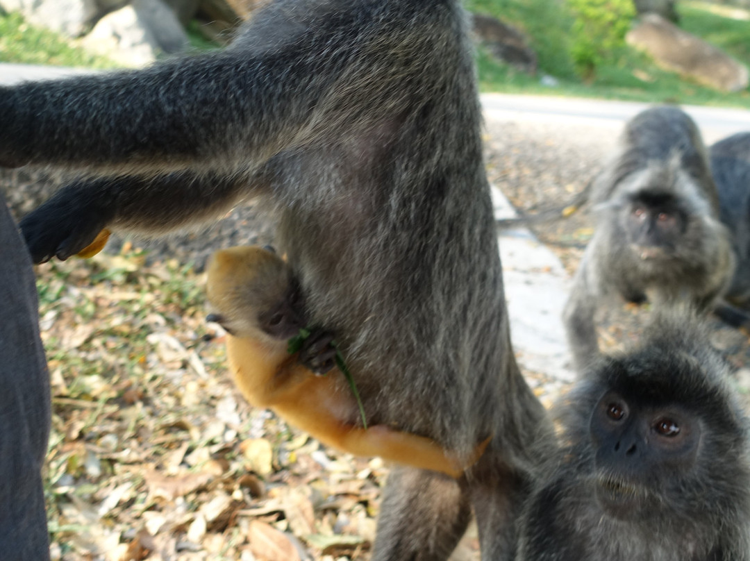 Bukit Melawati-瓜拉雪兰莪必去景点