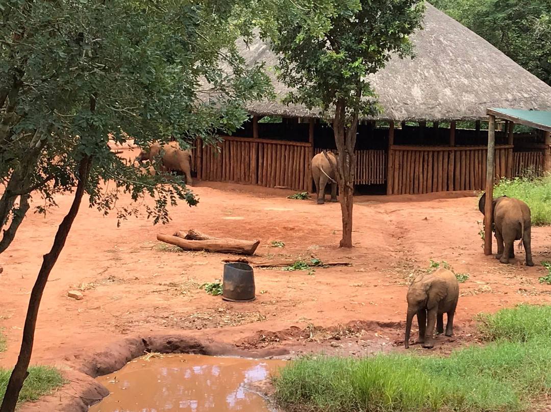 Lilayi Elephant Nursery-卢萨卡必去景点