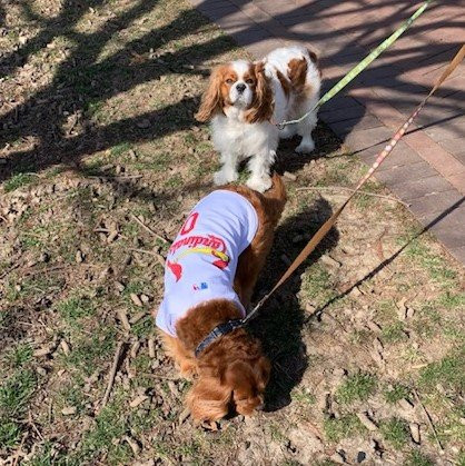 Chesterfield Central Park-切斯特菲尔德必去景点