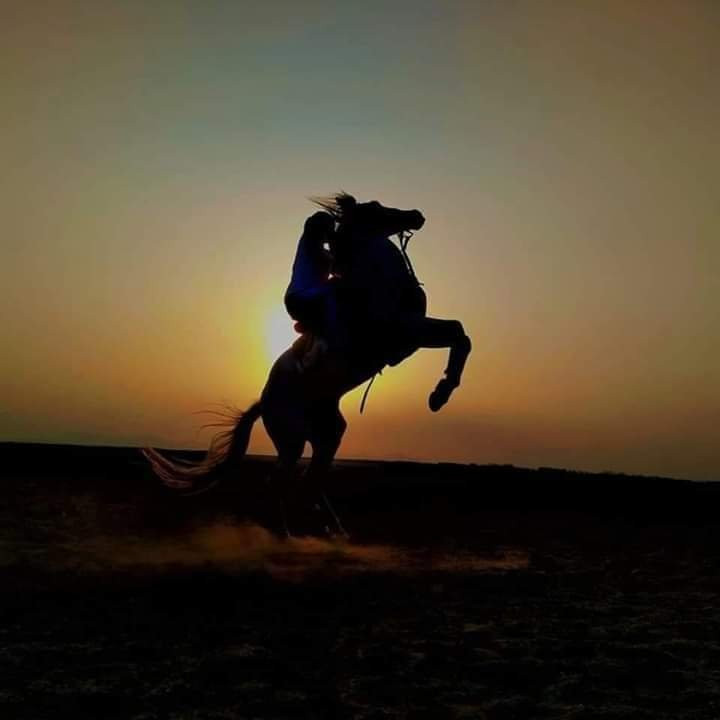 Egypt Horse Ride-赫尔格达必去景点