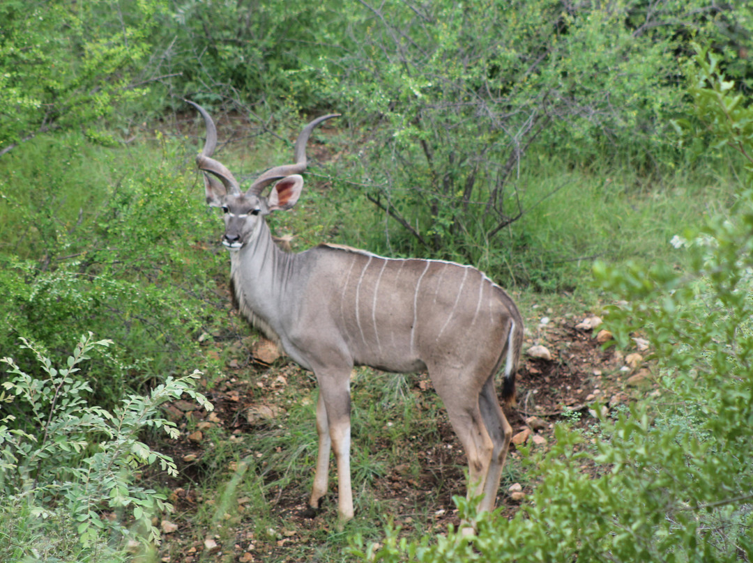 Leopard Rock Bush Lodge主图