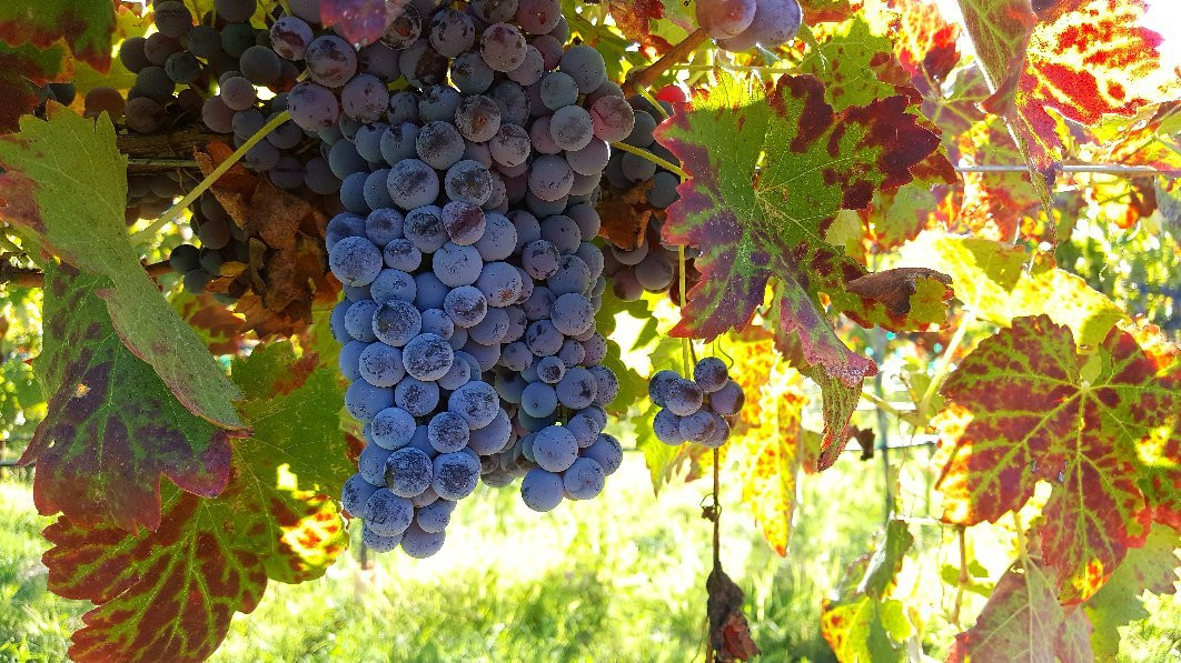 Salt Mine Wine-Camp Verde必去景点