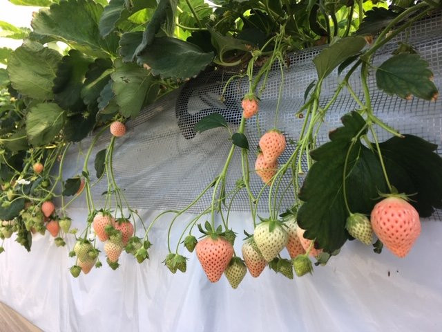 Takada Strawberry Farm-富冈市必去景点