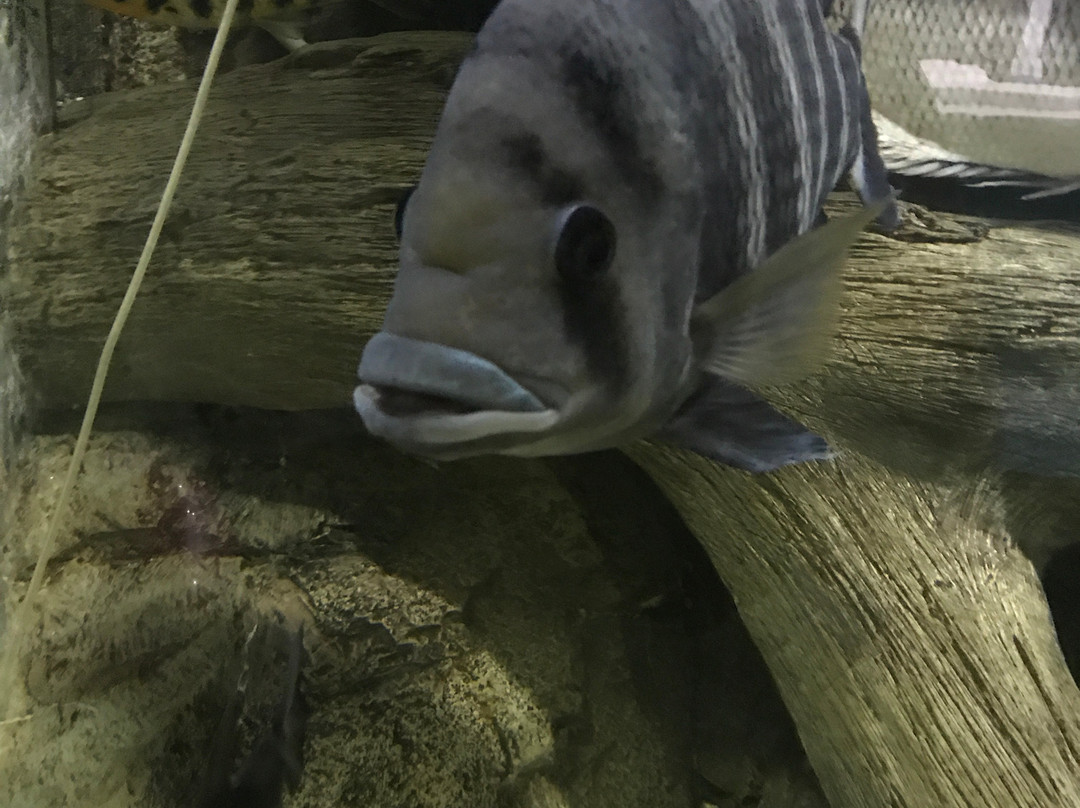 Oceanarium-喀山必去景点