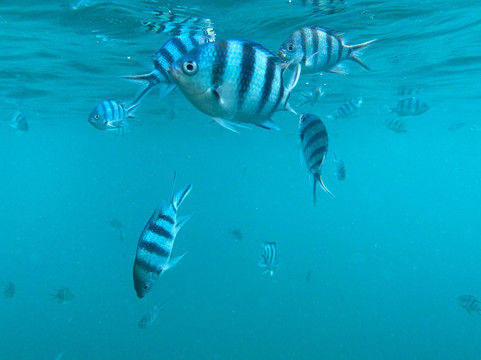 The Life Aquatic-湄南必去景点