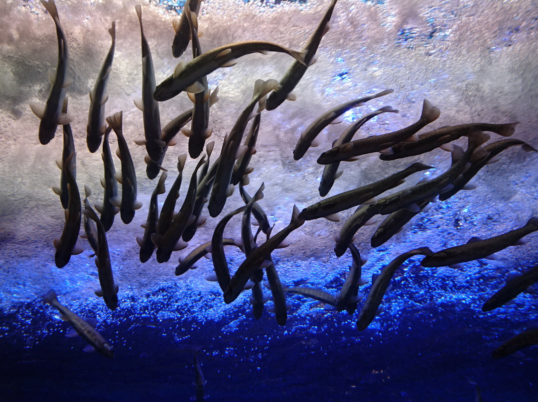 Yama no Aquarium-北见市必去景点