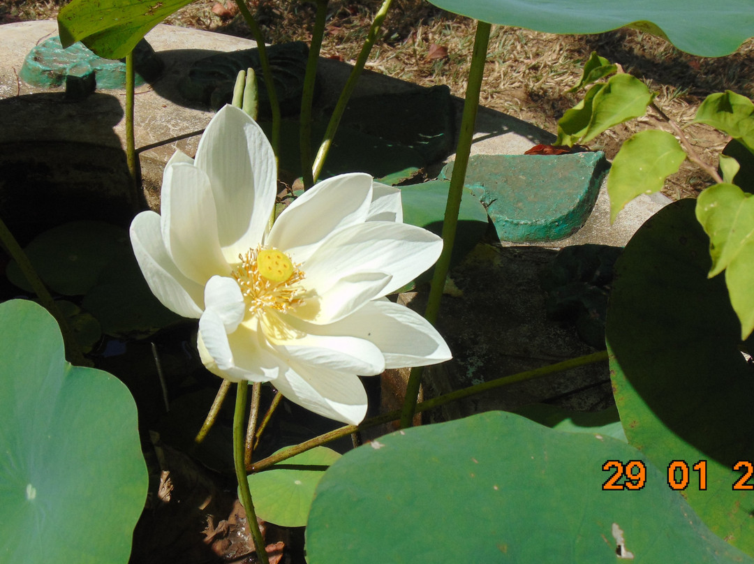 Peacock Ayurveda Garden主图