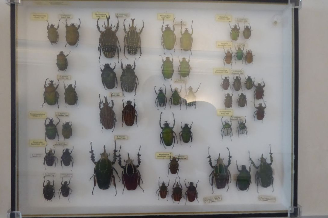 Museum des Sciences Naturelles景点图片