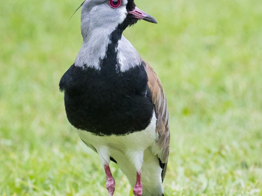 Puerto Varas Gringo Hiking Tours-巴拉斯港必去景点